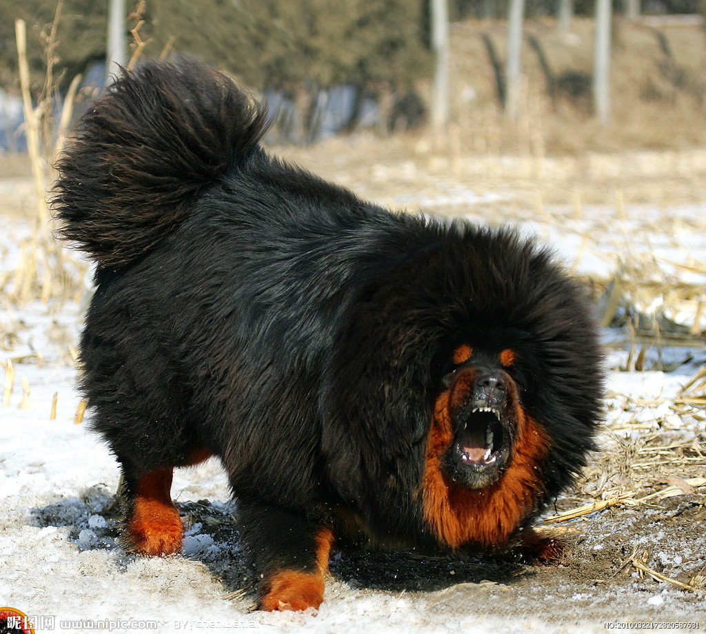 tibetan mastiff