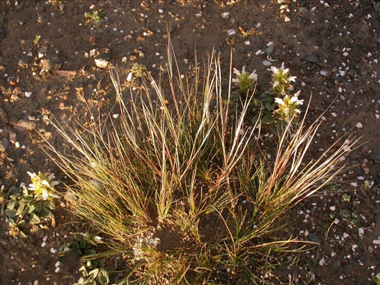  p>紫花针茅(学名: i>stipa purpurea /i> griseb.