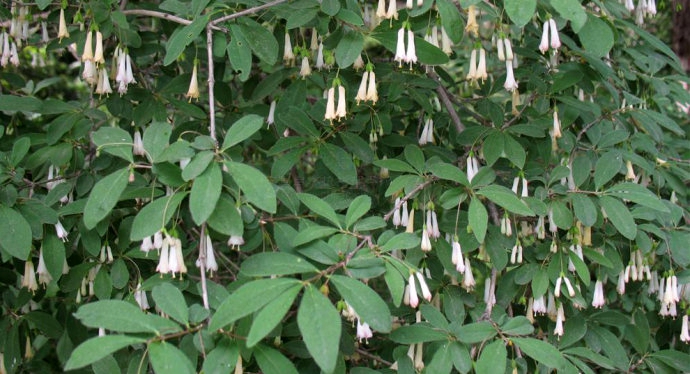  p>唐古特忍冬(学名: i>lonicera tangutica /i> maxim.