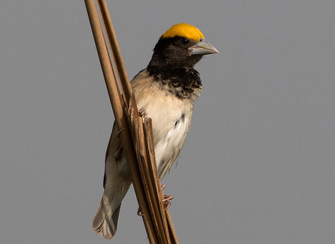 black-throated weaver bird