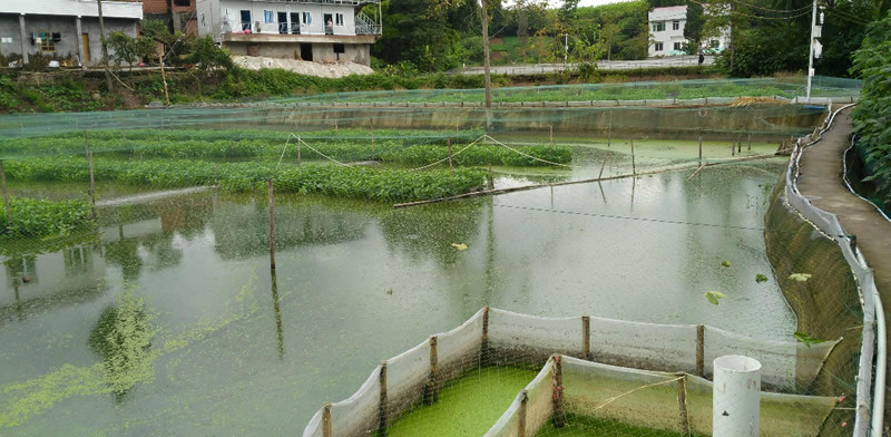 内江市东兴区明刚泥鳅养殖合作社