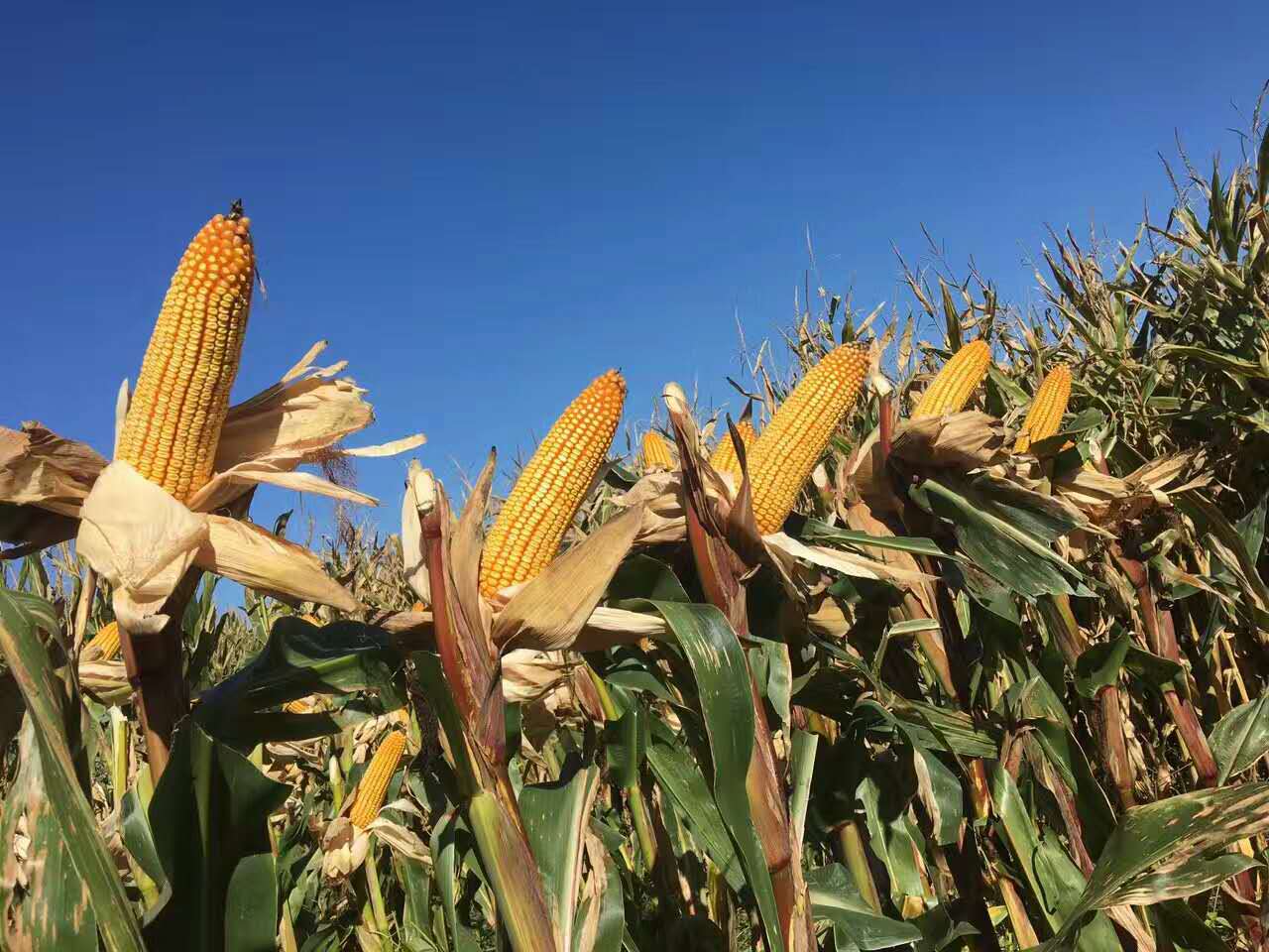  p data-id="gnb30i86gd">金园15是吉林省2014年审定的普通玉米品种