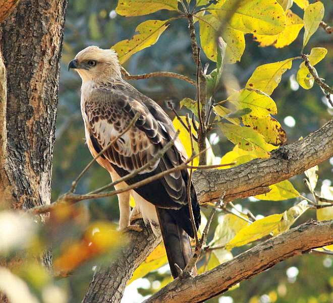 鹰雕(学名: i>nisaetus cirrhatus /i>):是鹰科,鹰雕属的大型森林 a