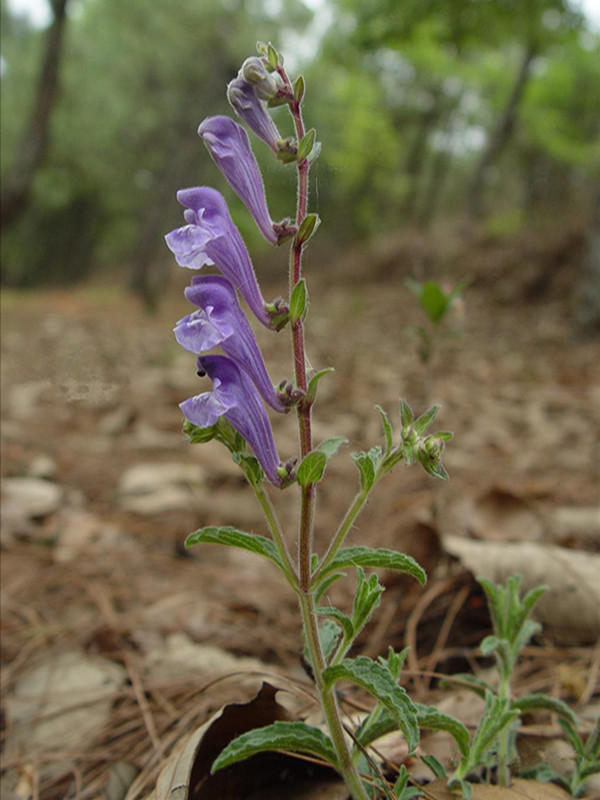baicalensis /i> georgi),别名山茶根,土金茶根,是唇形科黄芩属多年生