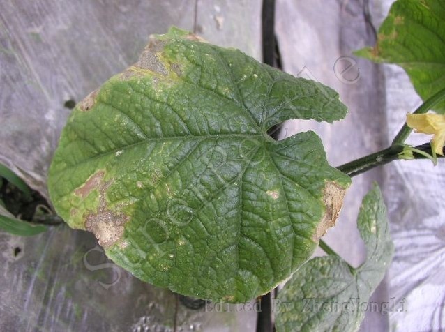 黄瓜细菌性叶枯病