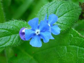  p>绿朱草是多年生植物,成簇生长;喜潮湿阴暗的环境,常生于沿墙处.