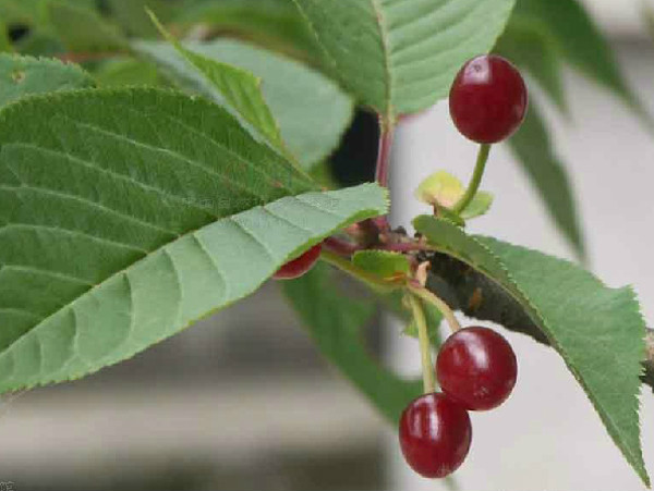  p>尾叶樱桃(学名: i>cerasus dielsiana /i>  (schneid.