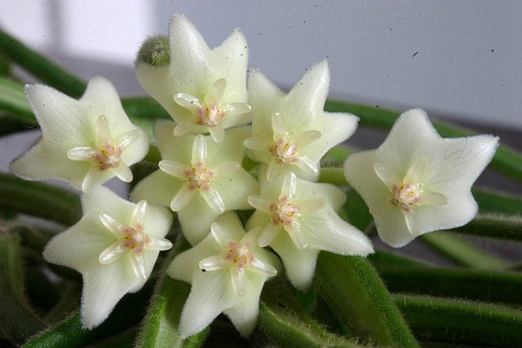  p>线叶球兰(拉丁学名: i>hoya linearis /i> wall.