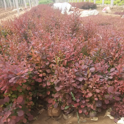  p>紫叶小波是 a href="#" data-lemmaid="1778640">紫叶小檗 /a>