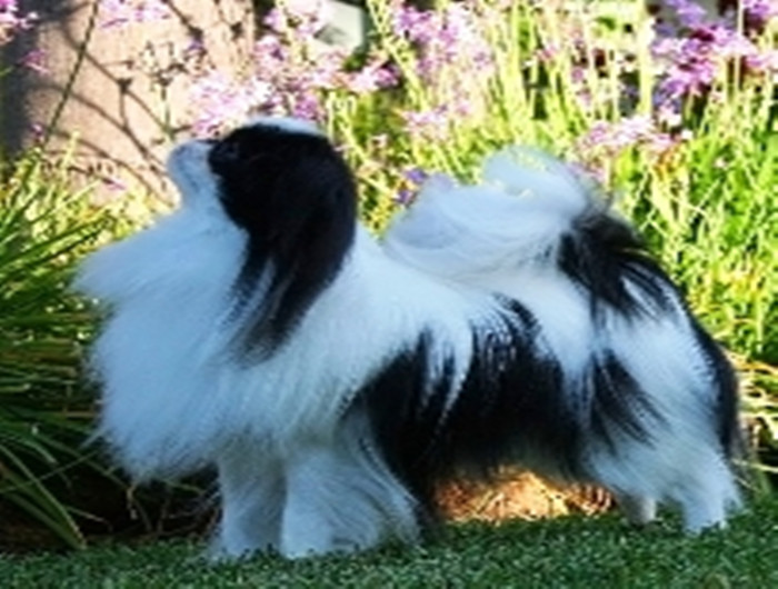 ctrid="tiohxutkx3va">日本狆是极小型犬<