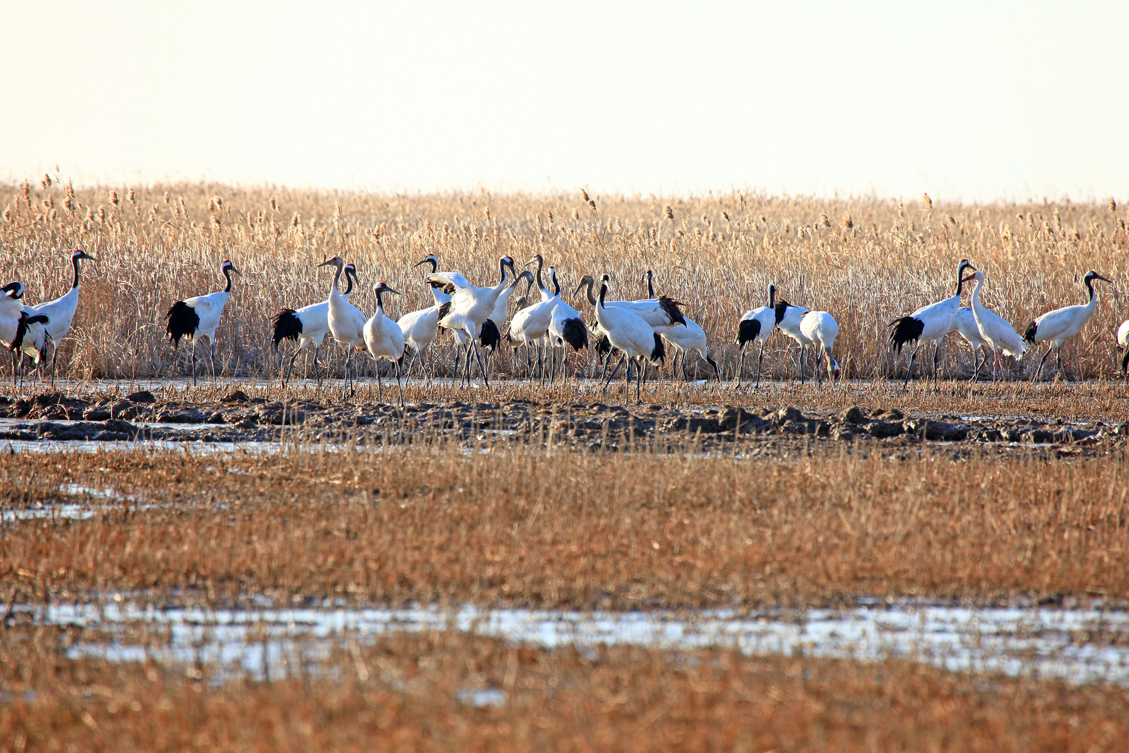 江苏盐城国家级自然保护区