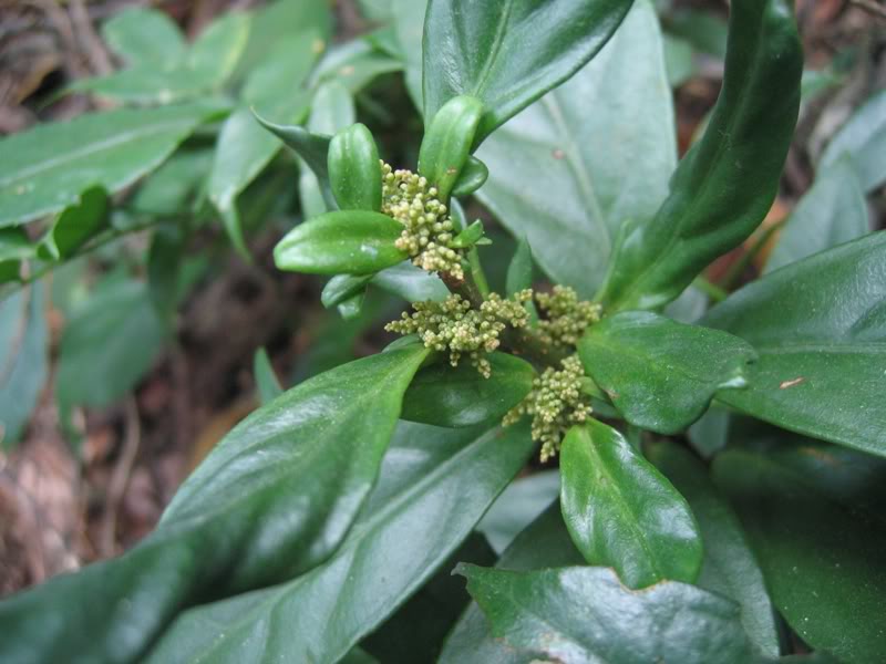 maesa acuminatissima merr.