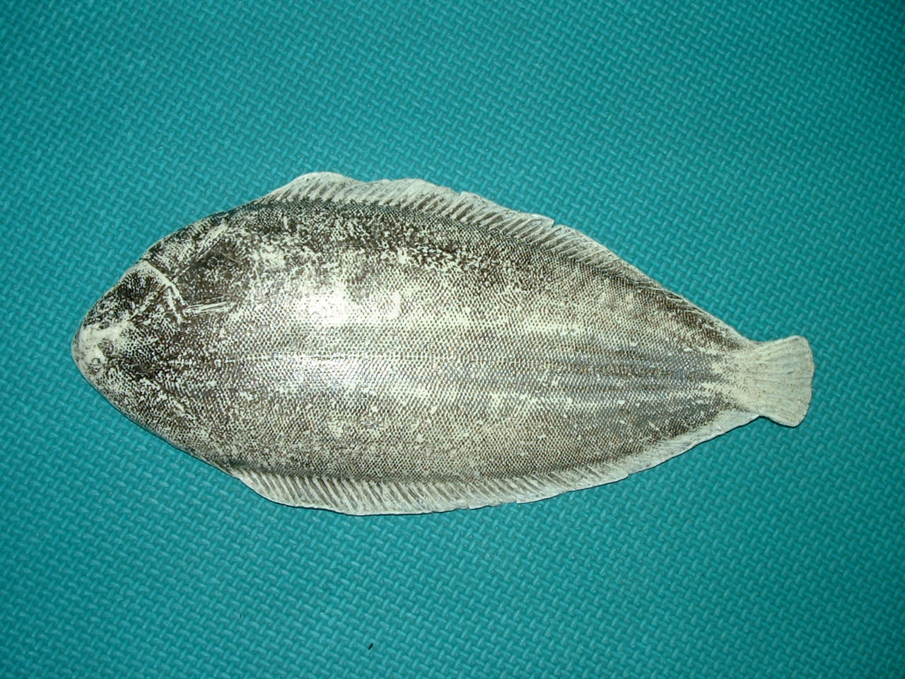 1858), a href="#">鲽形目 /a> a href="#">牙鲆科 /a>的一属鱼类