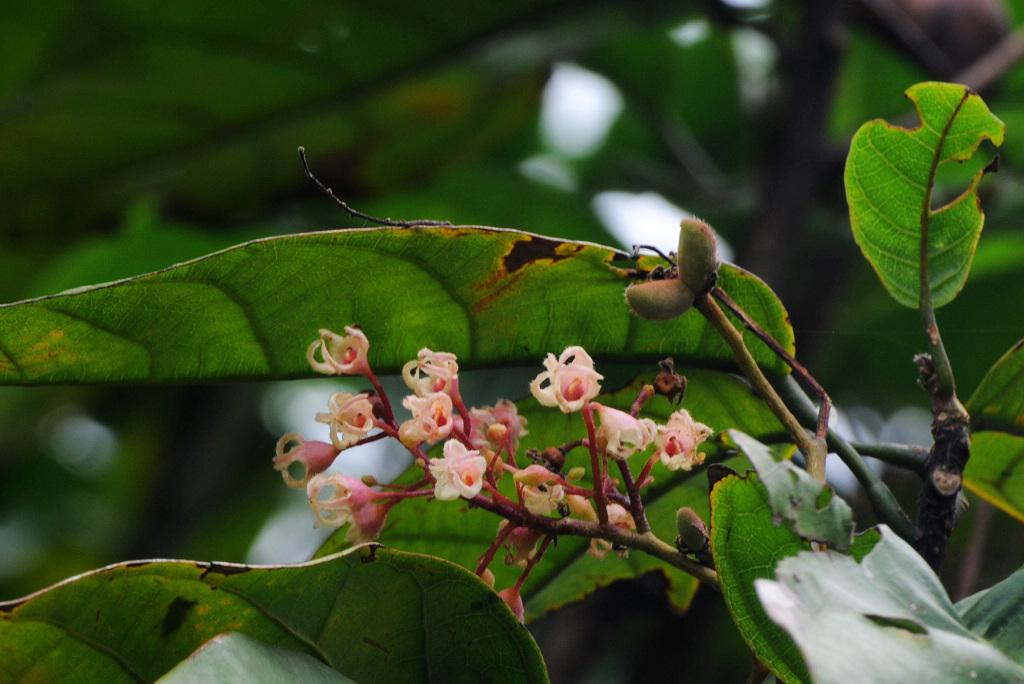 sterculia micrantha chun et hsue