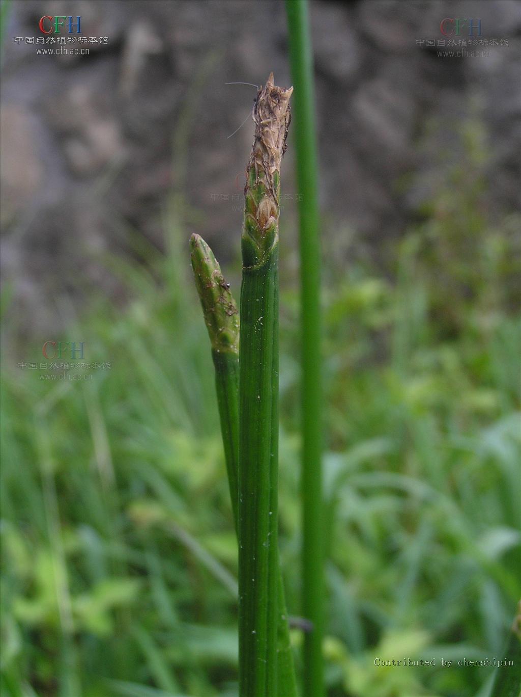 f.) trin.)是莎草科,荸荠属植物.