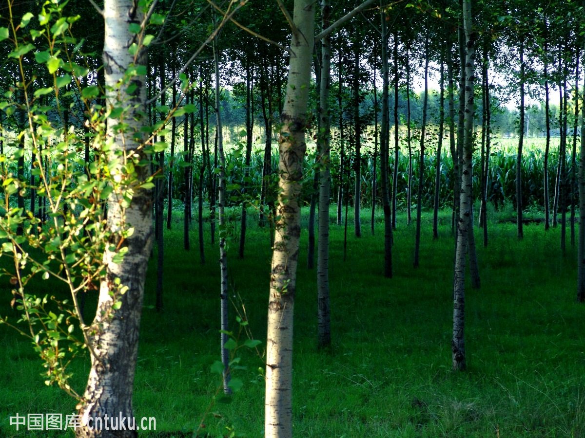  p data-id="gnb7lr8552">防护林带称林带.