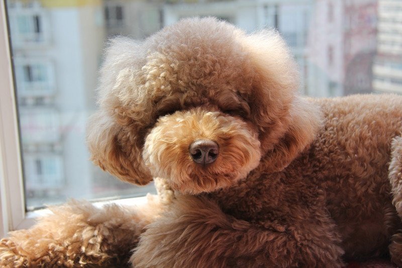  p>贵宾犬(poodle),也称"贵妇犬",又称"卷毛狗",在德语中,pudel是"