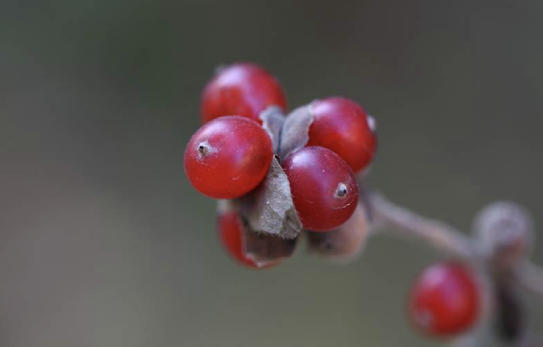  p>葱皮忍冬(学名: i>lonicera ferdinandii /i> franch.