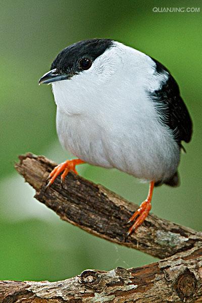  p>侏儒鸟(nanantius):美洲热带森林地区雀形目,儒鸟科的59种鸟类.