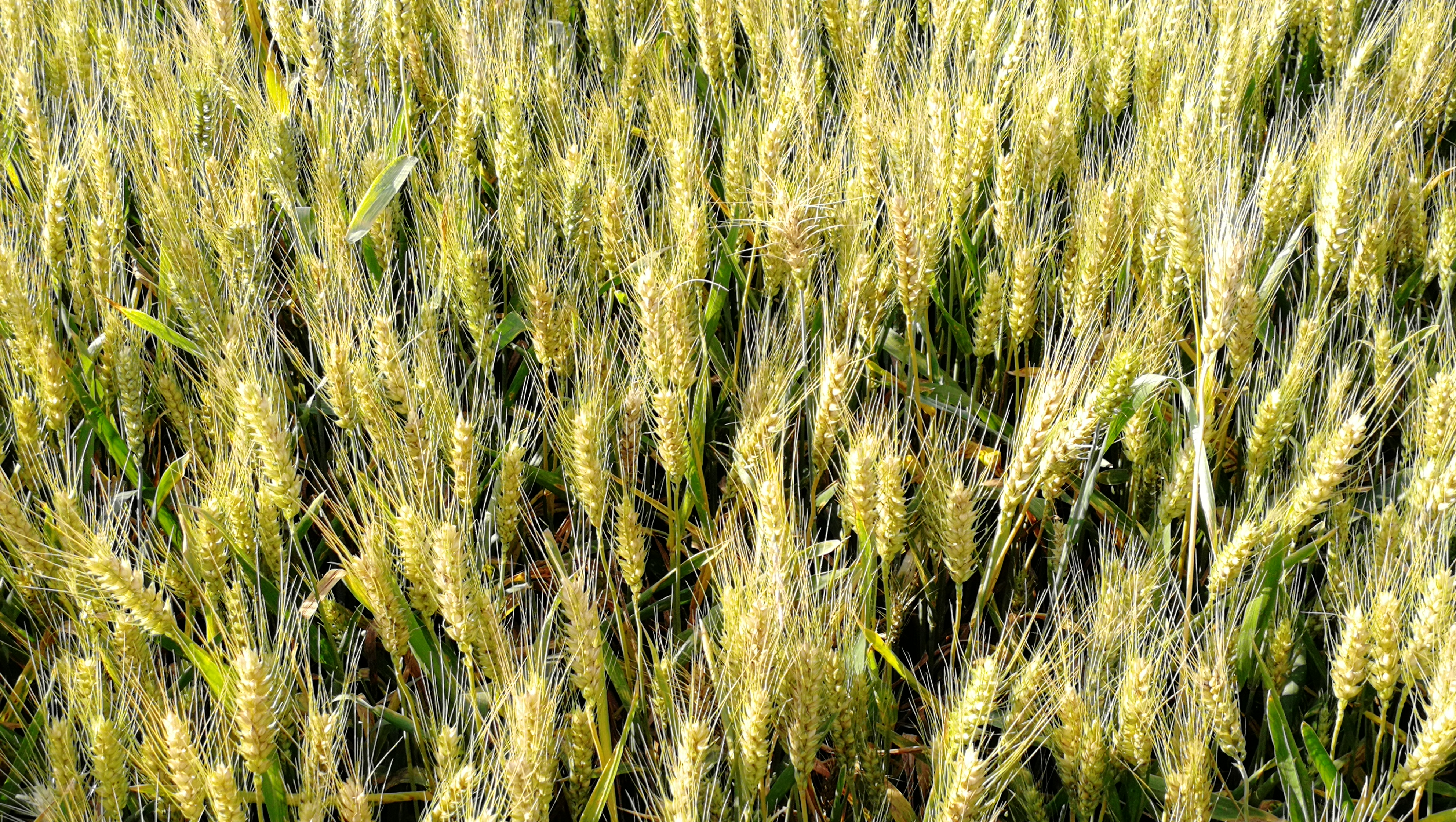  p>庄稼是一个汉语词汇,意思是指 a target="_blank" href="/item