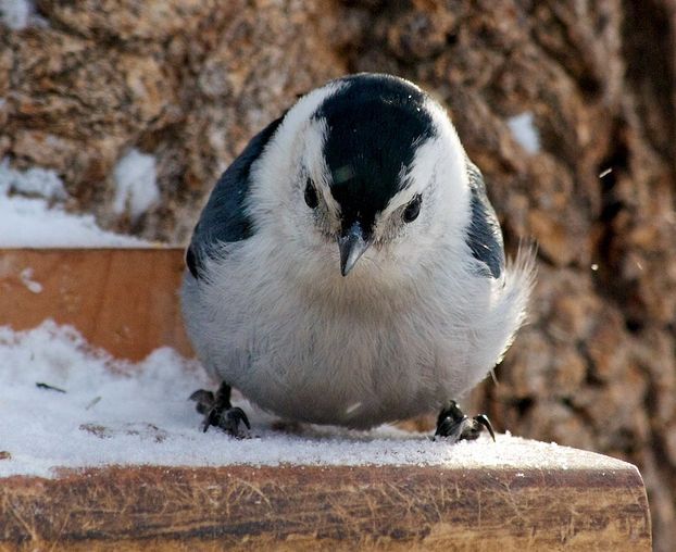  p>白胸鳾(学名:sitta carolinensis)是小型 a href="#" data-lemmaid