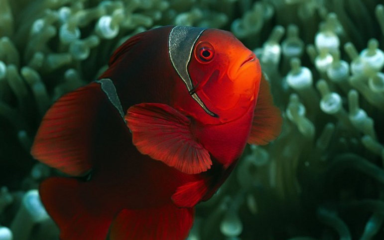 红小丑鱼