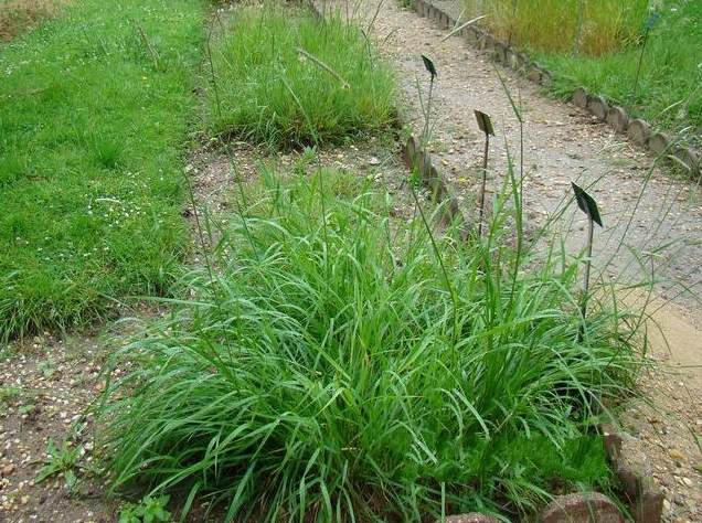  p>大看麦娘(学名: i>alopecurus pratensis /i> linn.