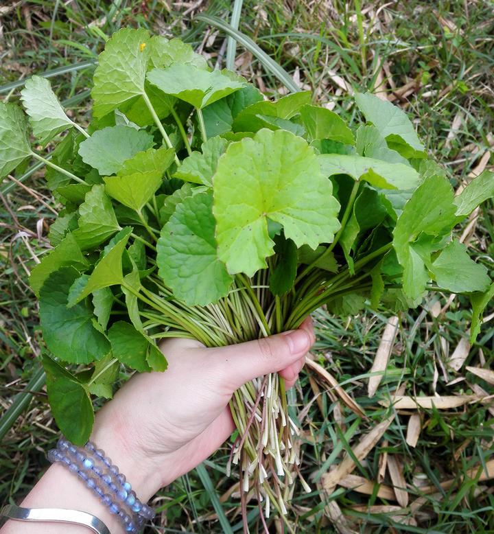 解决皮肤问题，雷公根是首选！_百科TA说