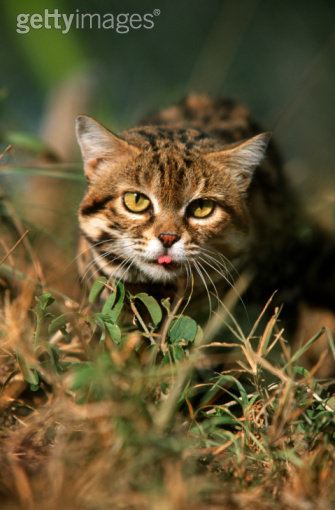 shawiana /i>):又叫 a target="_blank" href="/item/野猫/10570154"