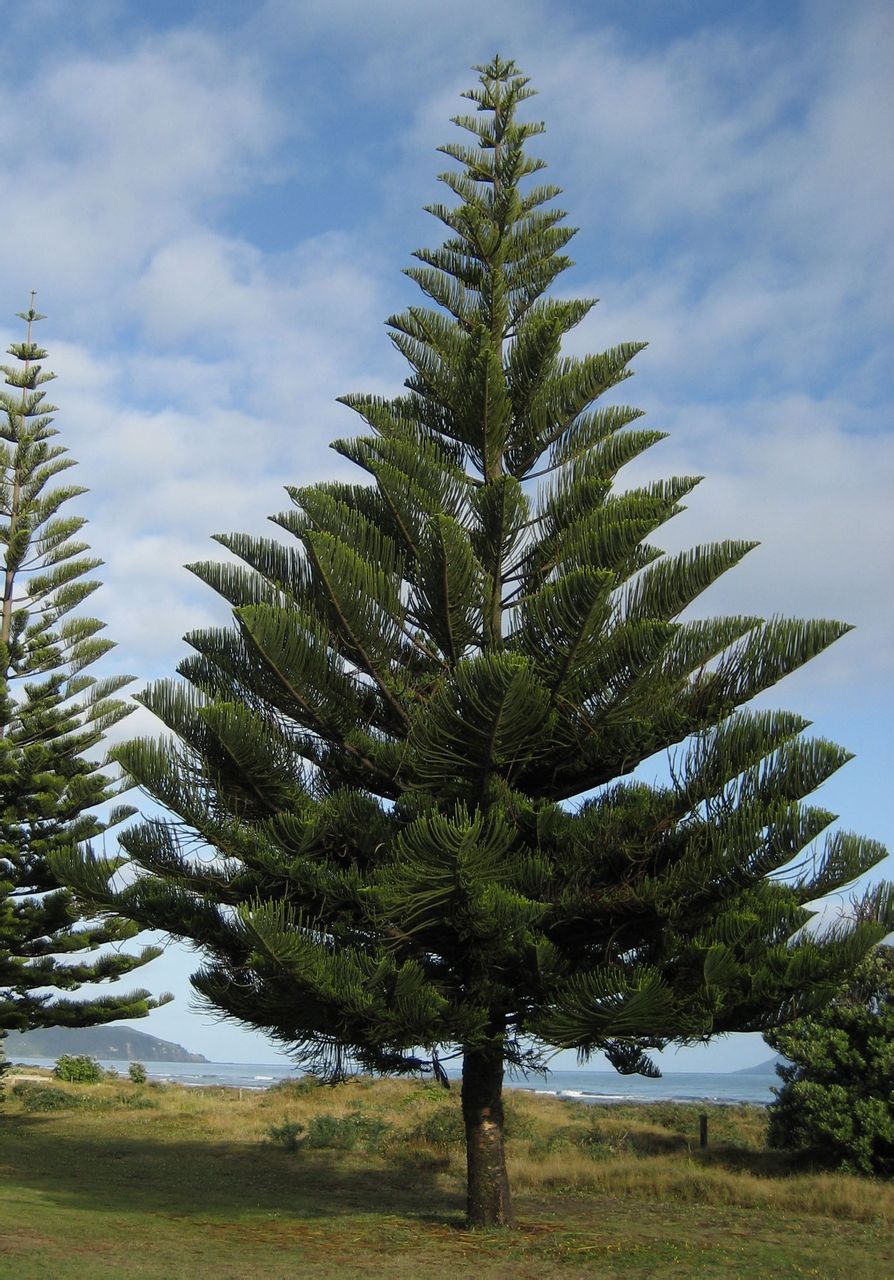  p>原产于南太平洋诺福克岛的一种常绿针叶乔木和观赏用毬果植物,学名