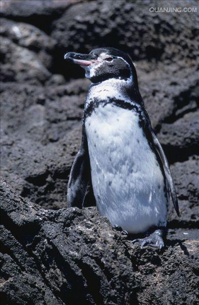 加拉帕戈斯企鹅