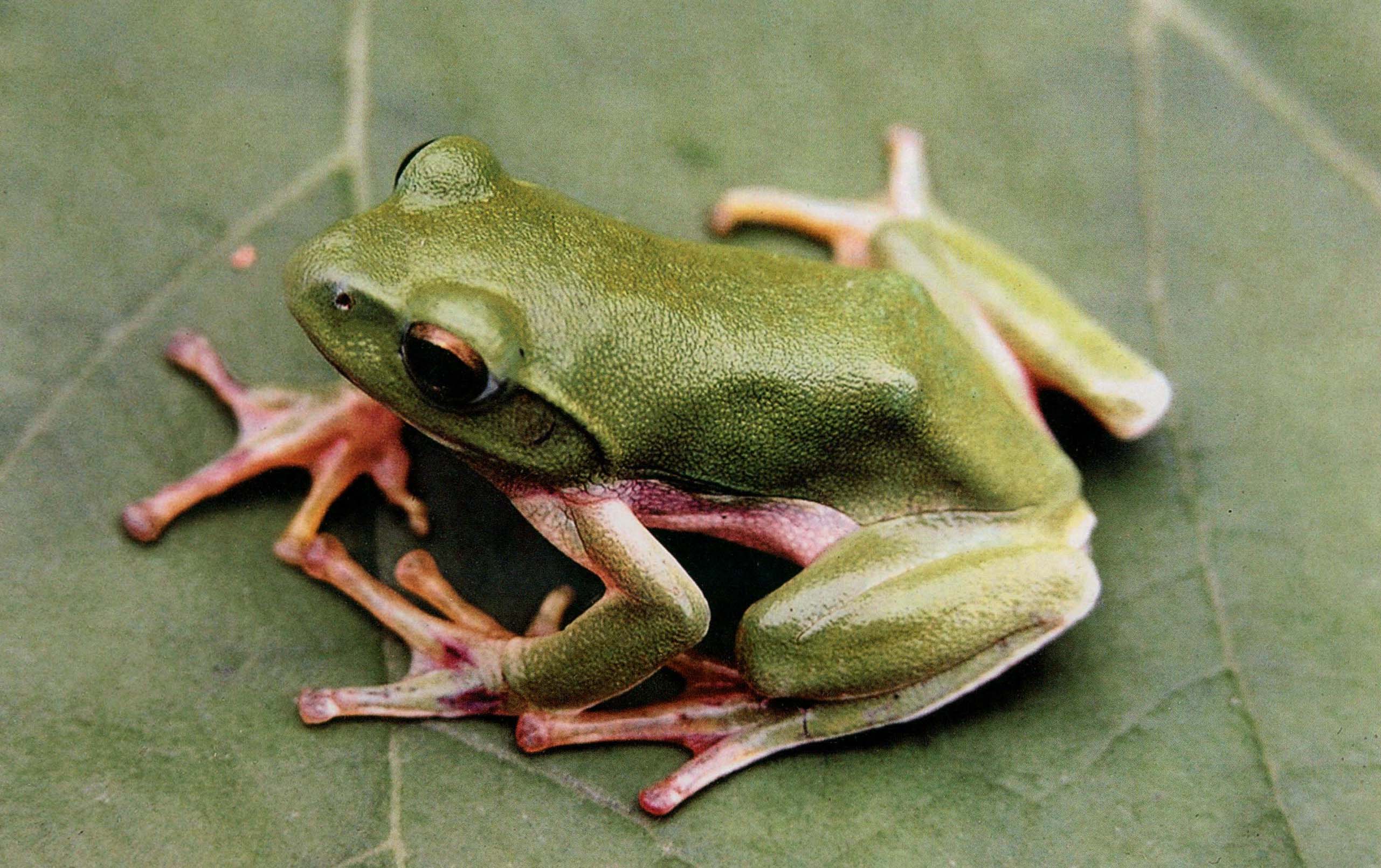 >zhangixalus /i>  i>nigropunctatus /i>)是树蛙科,张树蛙属两栖动物