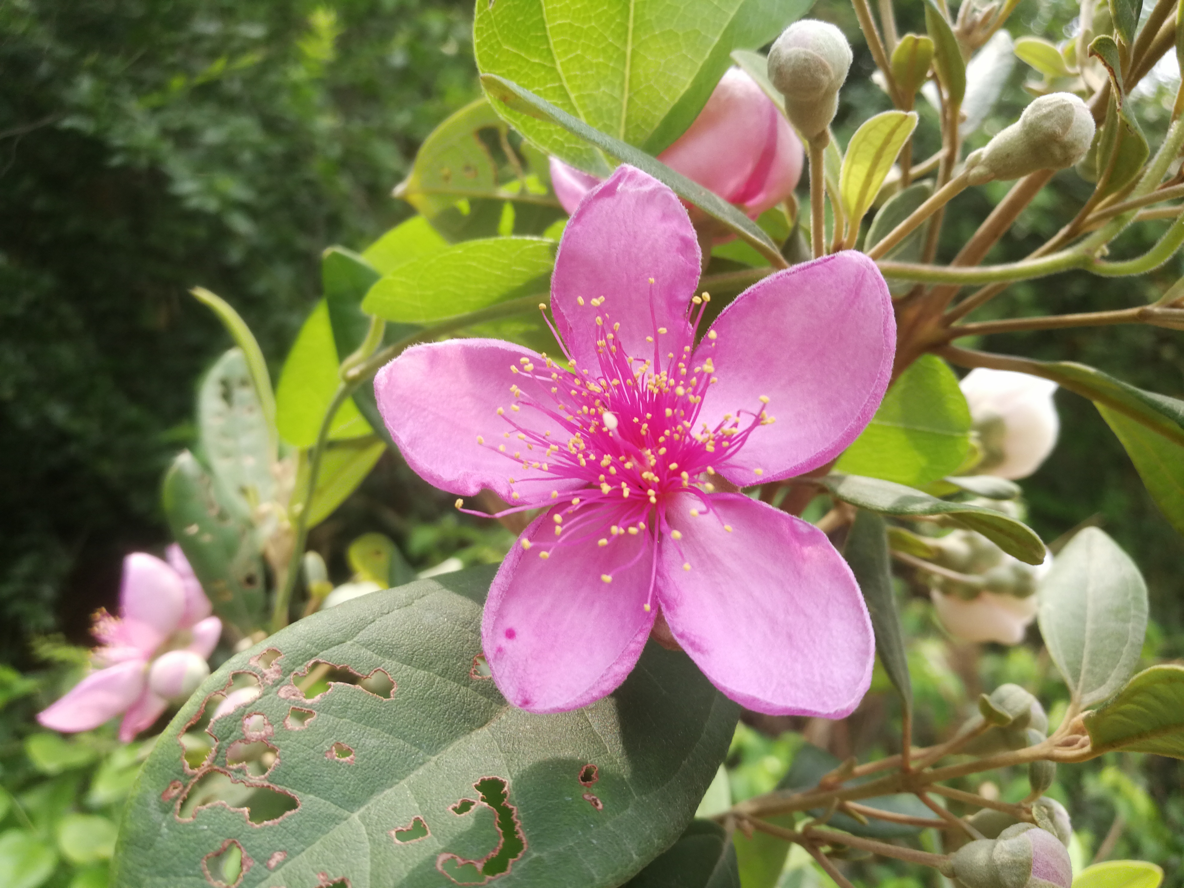 桃金娘科桃金娘属灌木植物,其高可达2米;幼枝密被柔毛;叶对生,椭圆形