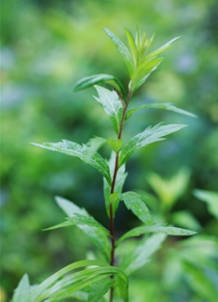 artemisia integrifolia linn.