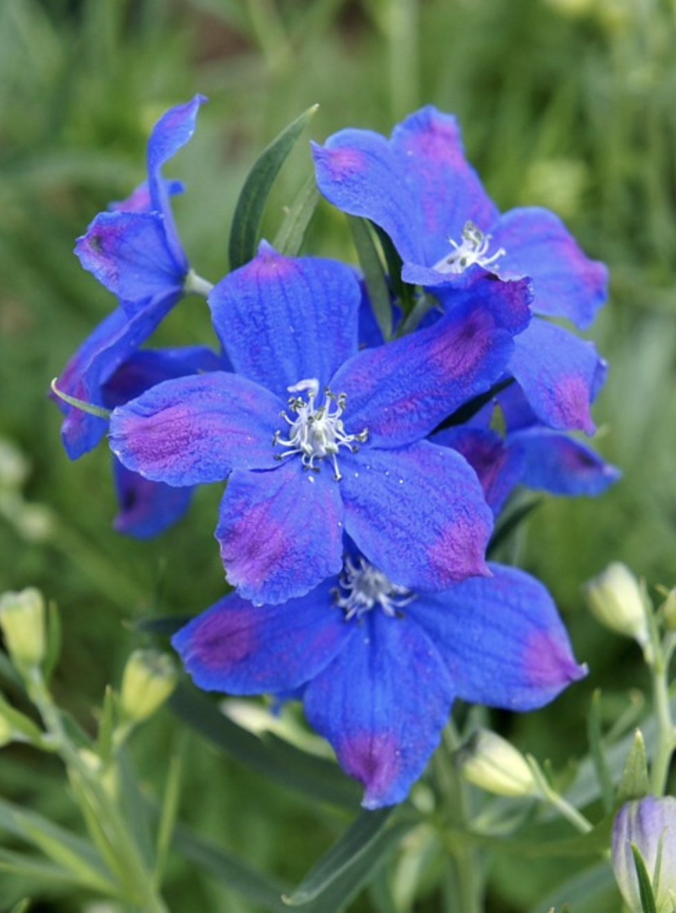  p>翠雀(学名: i>delphinium grandiflorum  /i>l.