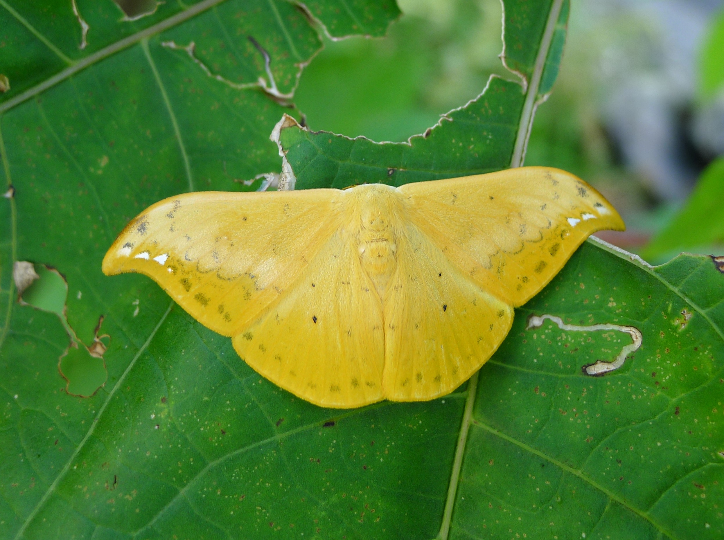 > (leech,1889),是 a target="_blank" href="/item/钩蛾科/10081547"