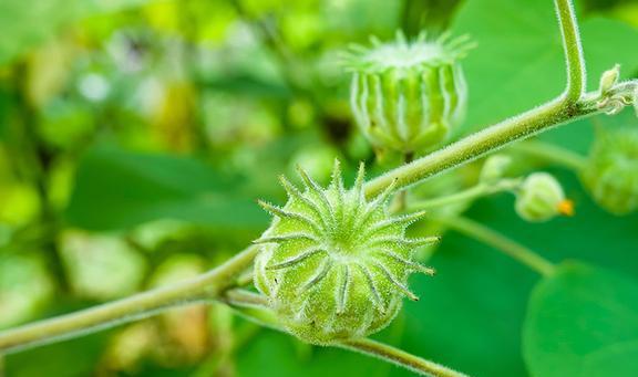 theophrasti /i> medicus)锦葵科苘麻属一年生亚灌木草本植物