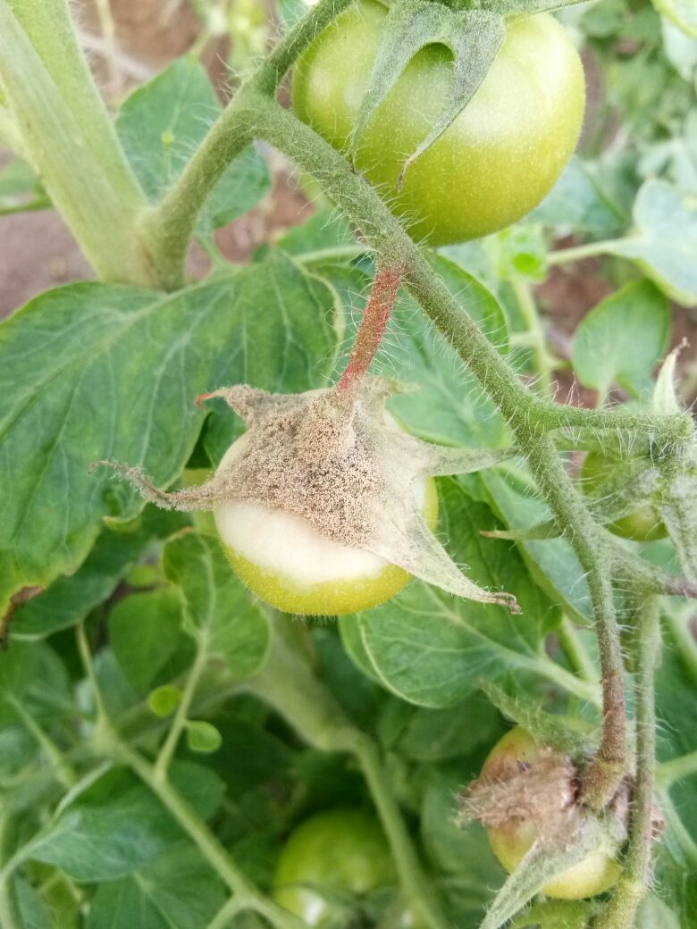 番茄灰霉病