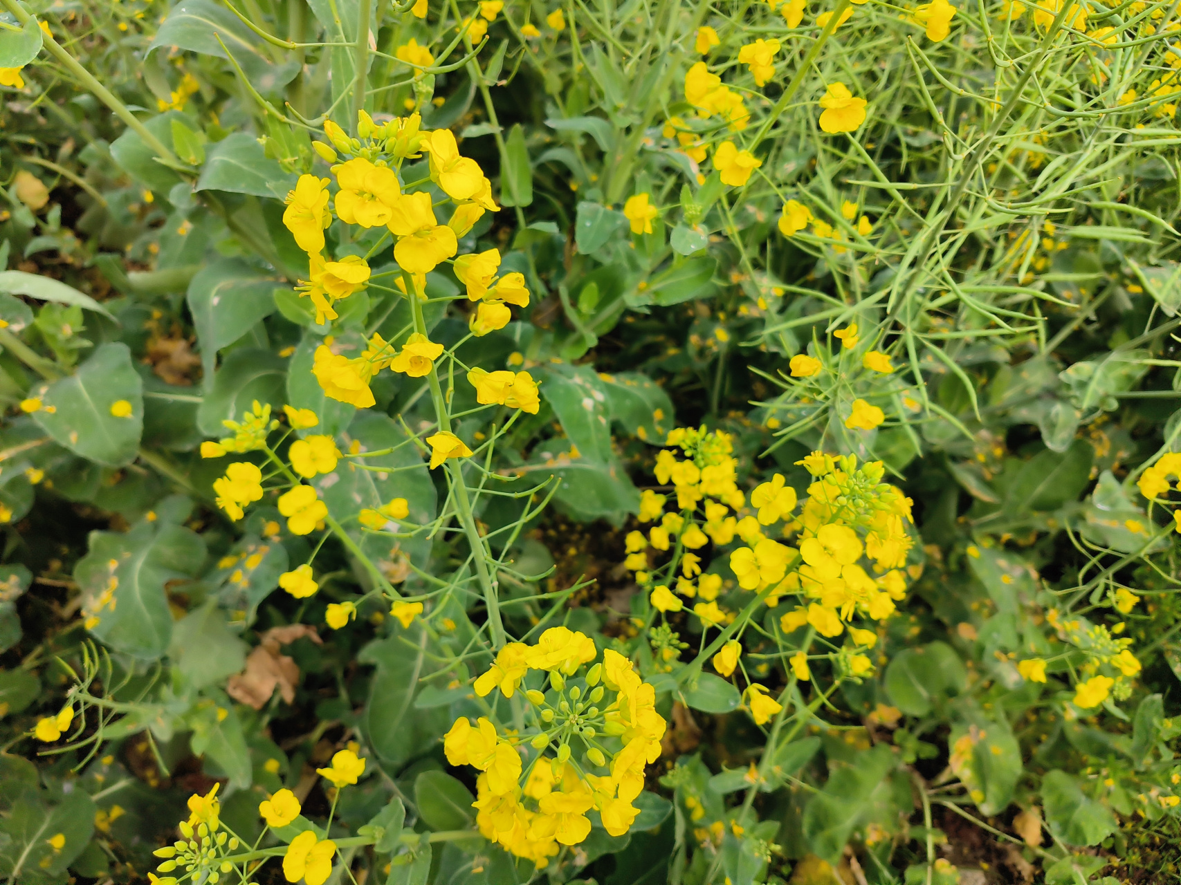  p data-id="savubfysgm3h">78008-1是十字花科,芸薹属种质. /p>