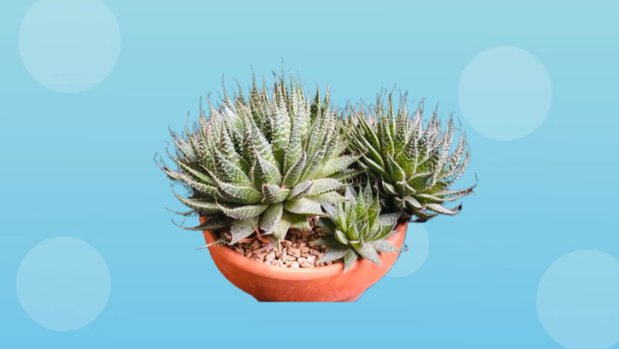 波路:防辐射的天热屏障