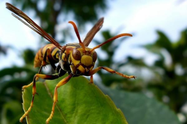 多型麦叶蜂指名亚种