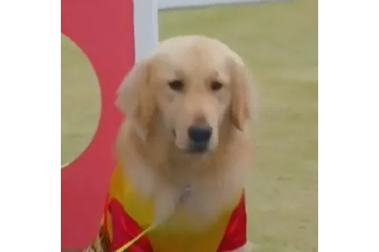  p data-id="tjg6am5u5p9x">大圣,现代都市剧《神犬小七第二季》中的