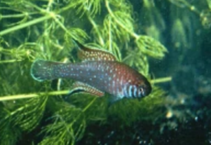  p>雄鱼有鲜艳的红棕体色,后部较暗.