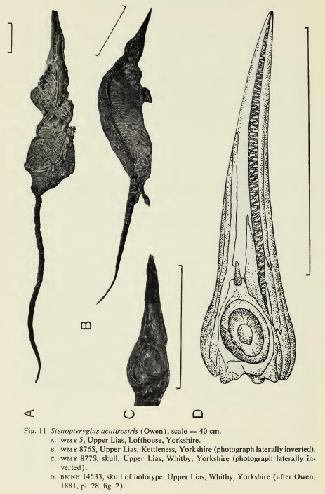 泰曼鱼龙是种大型鱼龙类,最大身长超过9米.泰曼鱼龙是鱼龙下