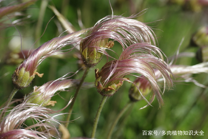 寿命高达100余年，珍惜古老的植物——仙女木_百科TA说