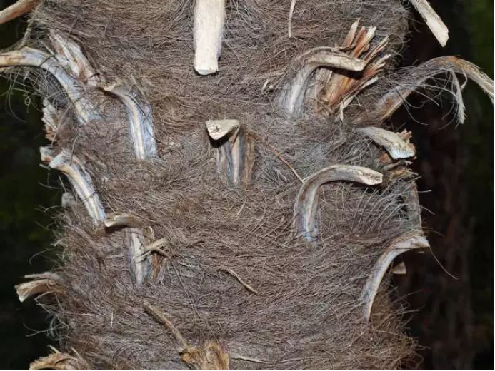 你知道“胜利树”棕树吗？_百科TA说