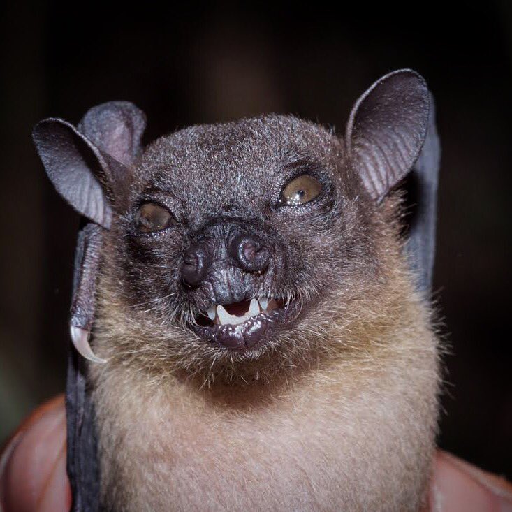  p>白颈大脸果蝠(学名: i>megaerops wetmorei /i>):狐蝠科,无尾果蝠