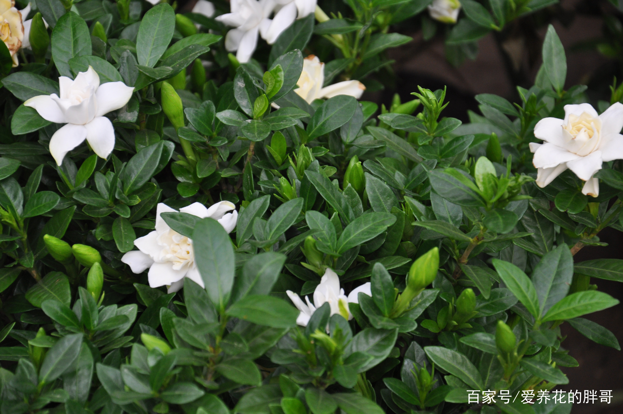 栀子花黄叶子？教你四招让栀子花枝繁叶茂花又香_百科TA说