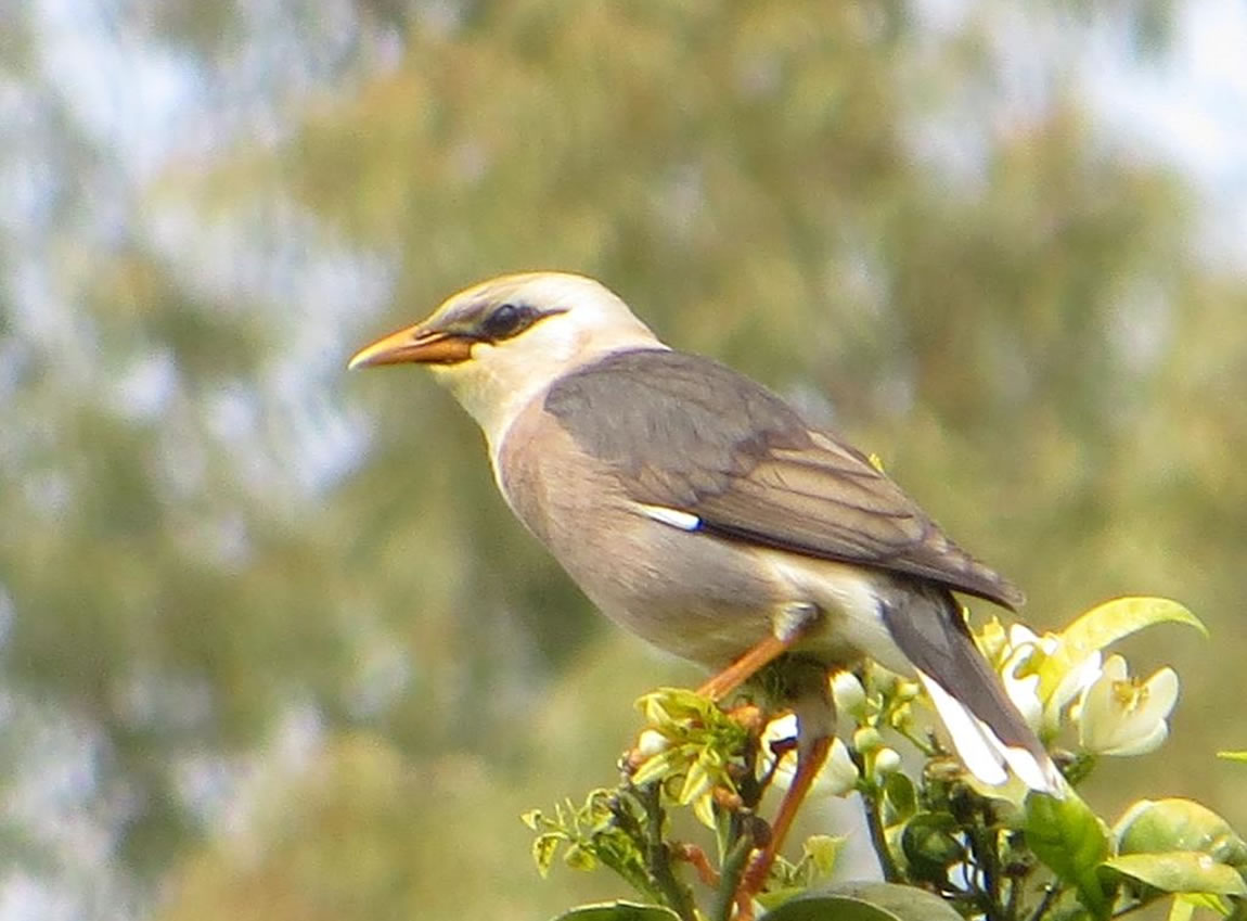  p>红嘴牛椋鸟(学名: i>acridotheres burmannicus /i>)是椋鸟科,八哥