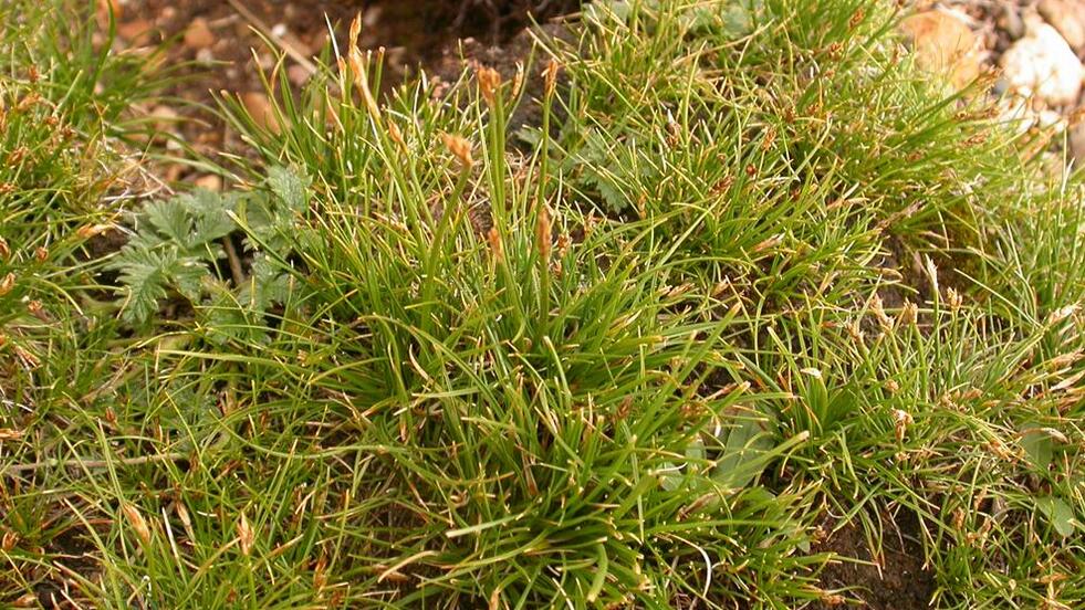 p>矮生嵩草(学名: i>kobresia humilis /i> (c. a. mey ex trauvt.